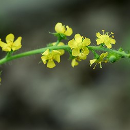 Agrimonia gryposepala (common agrimony)